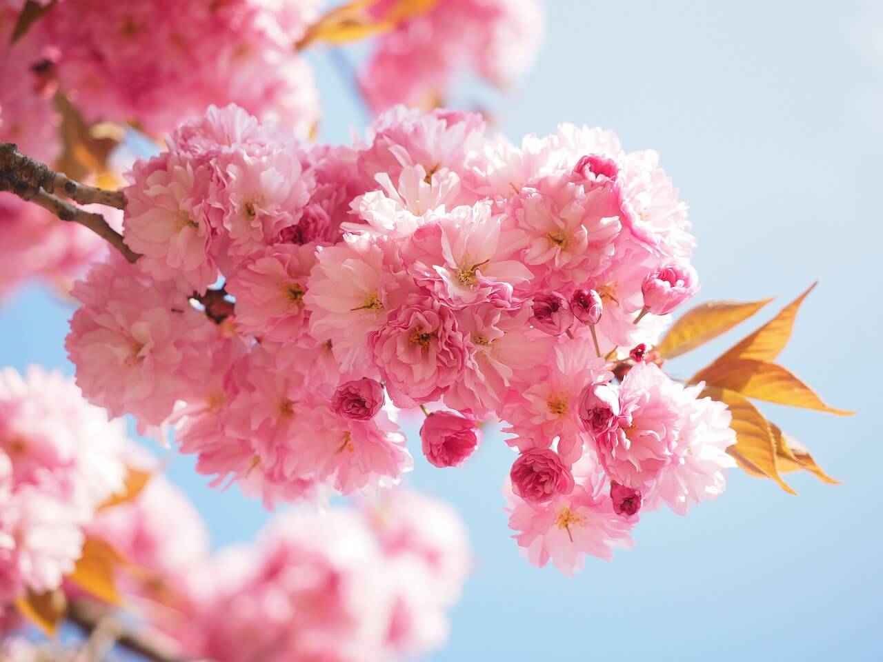 Japanese Cherry Blossoms